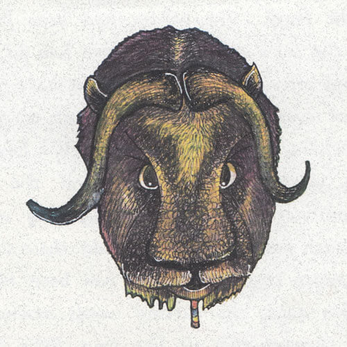 Muskox-face
