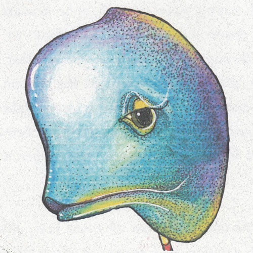 Tina-Beluga-face